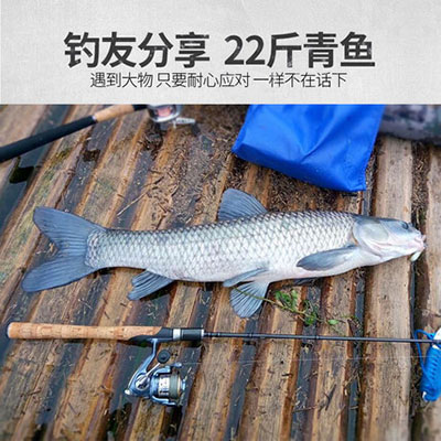 碳素马刺三路亚竿