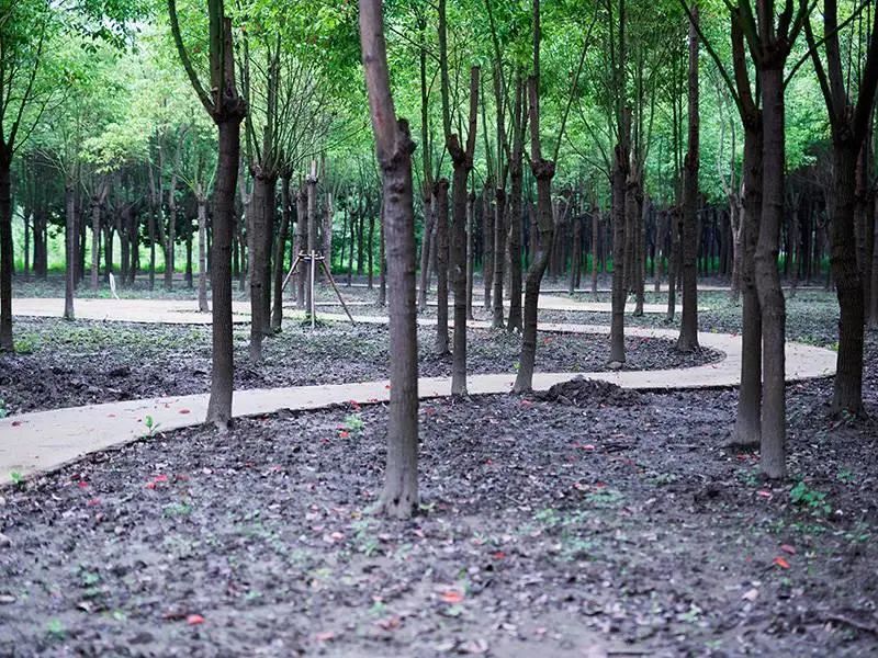 想不想稱霸微信，螞蟻能量收到手軟？