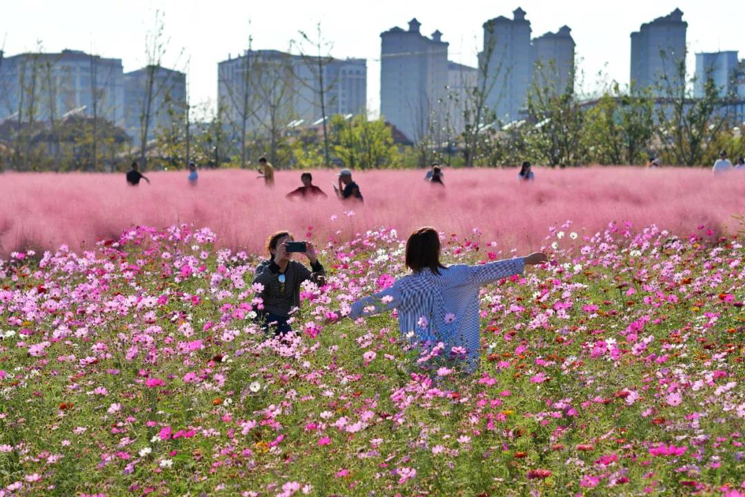 秋天賞什么？上海秋季賞花地圖給你找來了，先收著~