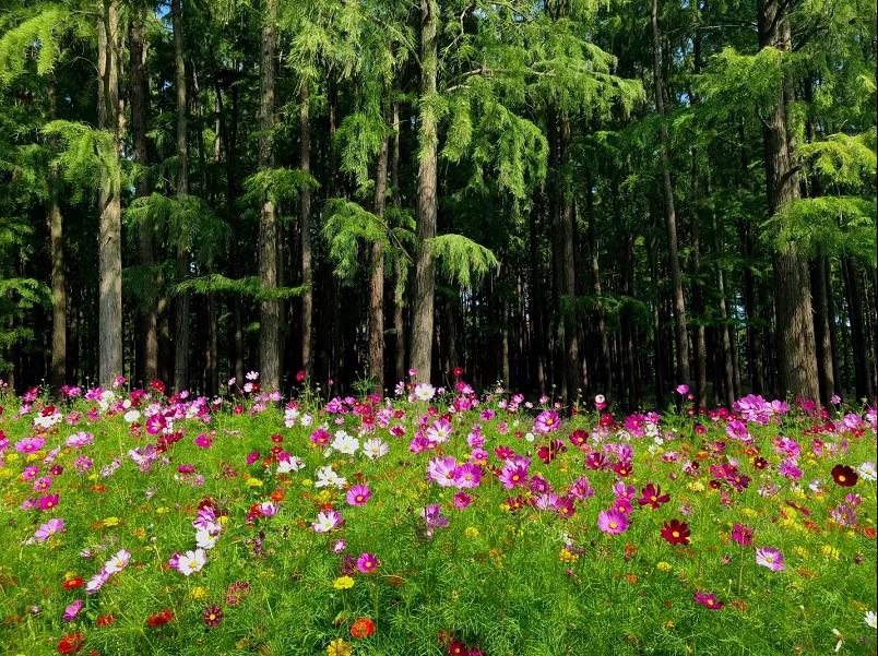 秋天賞什么？上海秋季賞花地圖給你找來了，先收著~
